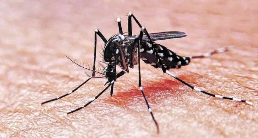 AUMENTARÓN LOS CASOS DE DENGUE EN LA ARGENTINA
