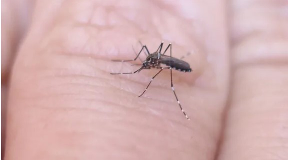 DENGUE: QUIÉNES TIENEN MAYORES RIESGOS DE DESARROLLAR FORMAS SEVERAS DE LA INFECCIÓN 