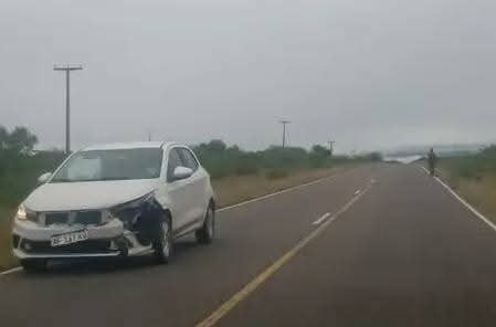 SINIESTRO VIAL: UN AUTOMÓVIL EMBISTIÓ UN JABALÍ POR LA RUTA 28