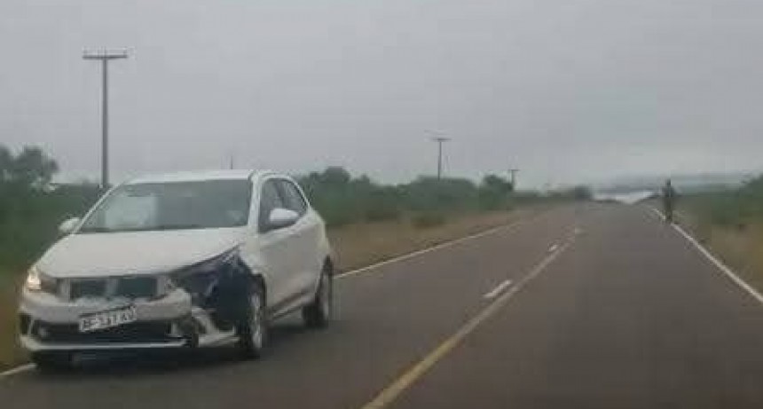 SINIESTRO VIAL: UN AUTOMÓVIL EMBISTIÓ UN JABALÍ POR LA RUTA 28