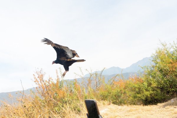 SIEMPRE HAY SEGUNDA OPORTUNIDAD PARA UN JOTE Y VOLVI&Oacute; A VOLAR LIBRE 