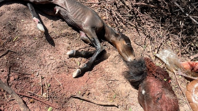 HALLARON ANIMALES DESCUARTIZADOS EN LA CAPITAL