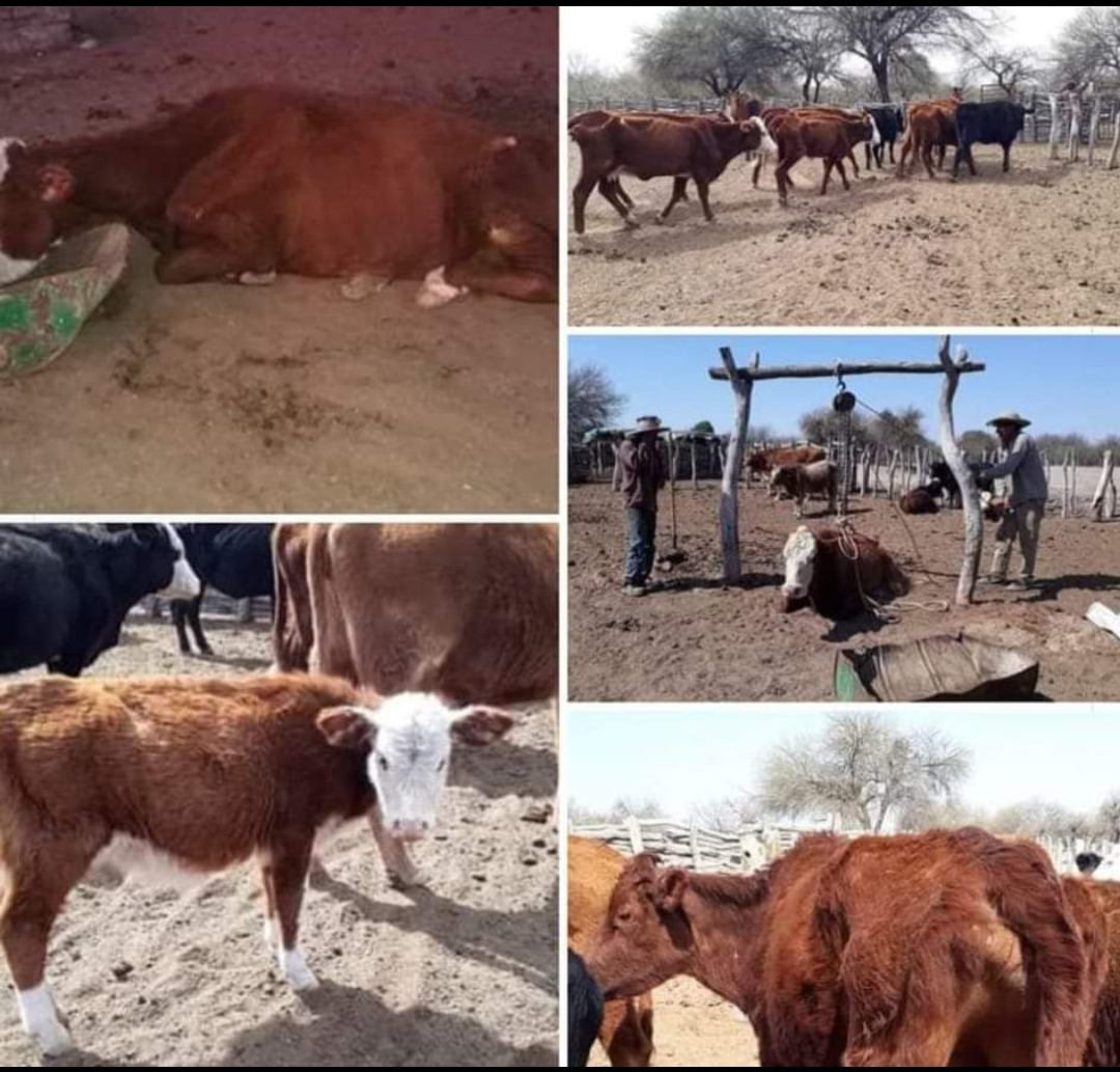 SEQUÍA DESESPERANTE EN LOS LLANOS
